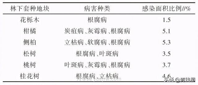 不同樹種林下套種黃精種植技術(shù)初探(圖2)