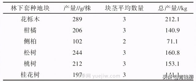 不同樹種林下套種黃精種植技術(shù)初探(圖3)