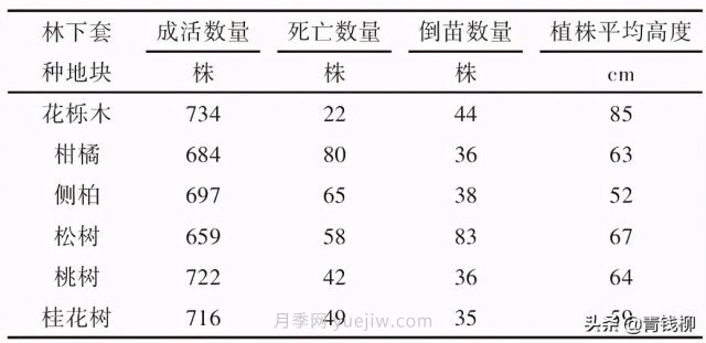 不同樹種林下套種黃精種植技術(shù)初探(圖1)
