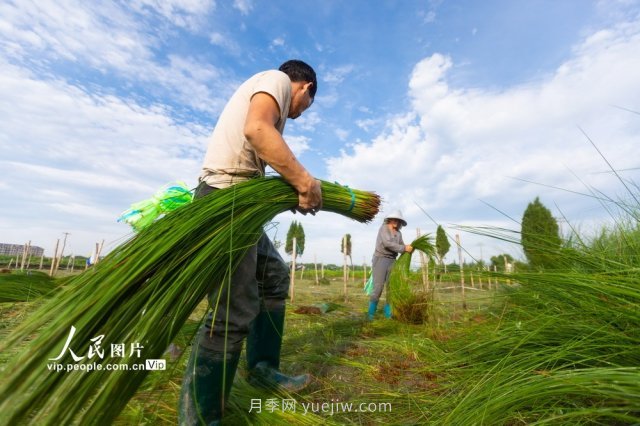 浙江寧波：藺草收割進行時(圖2)