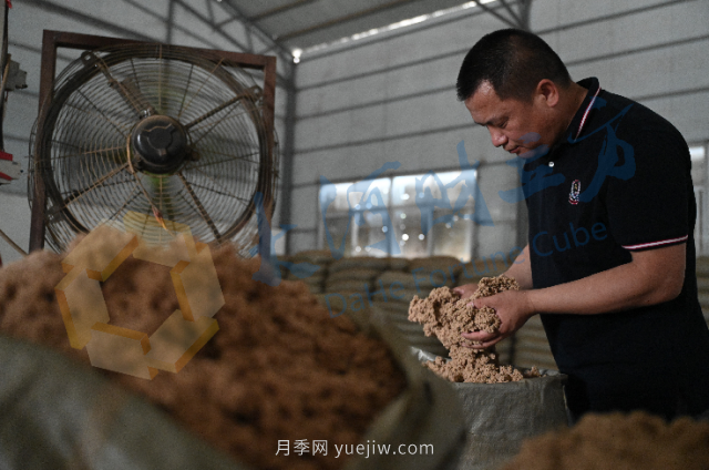 南陽新一季艾草成熟了，90后顯現(xiàn)對艾制品購買力(圖1)