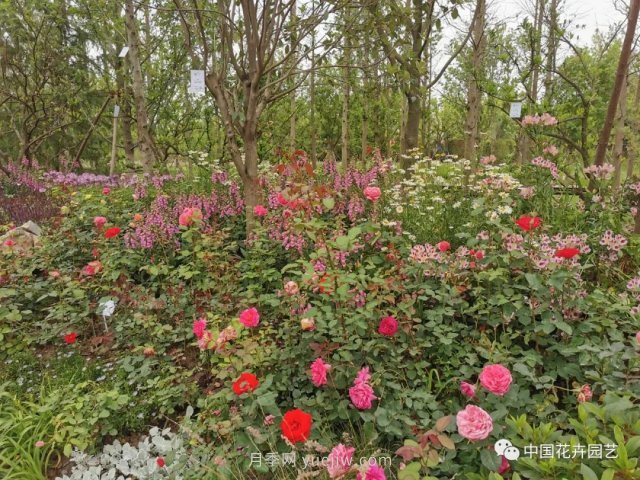 第十屆花博會(huì)，＂中州花語(yǔ) 盛世繁華＂演繹河南文化(圖2)
