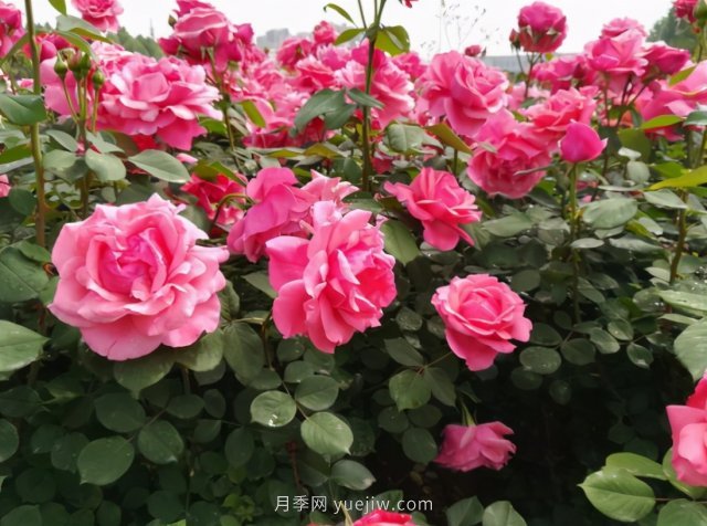 月季追求盛花效果，兩種方法教給你，花苞同時(shí)綻放(圖1)