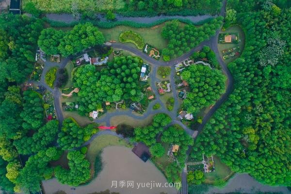 他把歐洲玫瑰莊園搬到中國，培育出樹上開月季的奇特景觀(圖1)