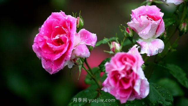 15條月季小知識(shí)，對(duì)栽培養(yǎng)護(hù)有很大的幫助(圖3)