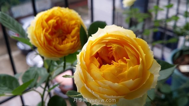 15條月季小知識(shí)，對(duì)栽培養(yǎng)護(hù)有很大的幫助(圖2)