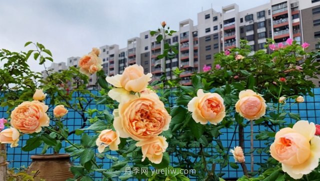 推薦夏季高溫耐曬的4種月季，花朵不散還勤花(圖4)