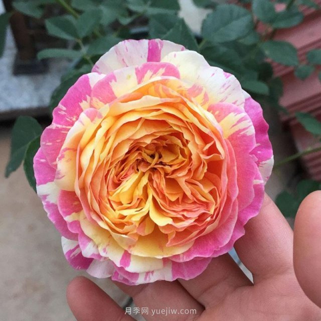 推薦夏季高溫耐曬的4種月季，花朵不散還勤花(圖1)