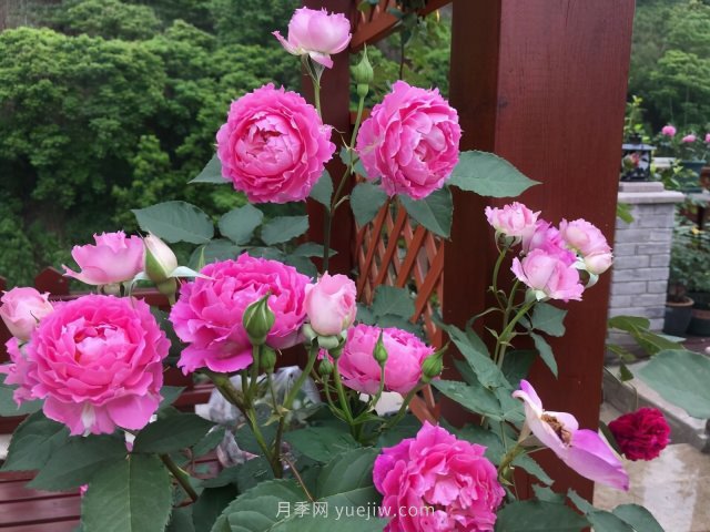 推薦夏季高溫耐曬的4種月季，花朵不散還勤花(圖3)