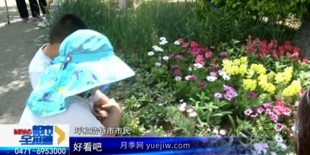 呼和浩特小黑河賞花勝地！20千米觀景帶3000多株月季花......(圖2)