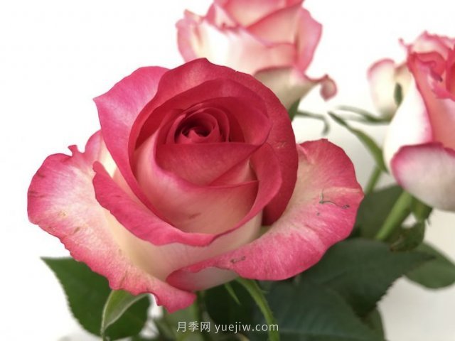 朱米莉亞月季，花開媲美玫瑰(圖1)