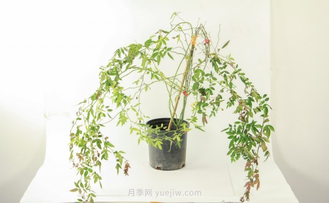 紅木香是什么花，耐寒可達(dá)零下20度(圖1)