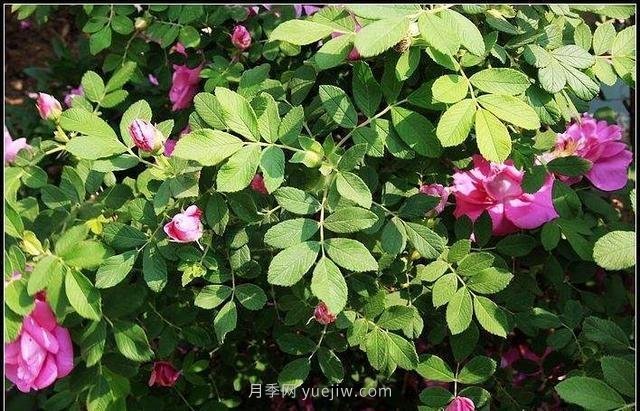 玫瑰、月季有區(qū)別？原來這么容易區(qū)分，一看就懂(圖5)