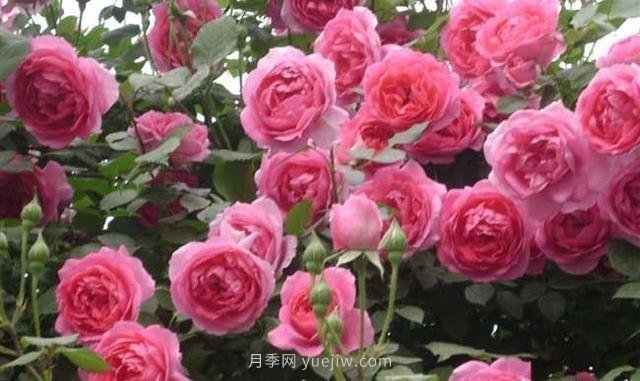 玫瑰、月季有區(qū)別？原來這么容易區(qū)分，一看就懂(圖7)