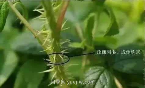 玫瑰、月季有區(qū)別？原來這么容易區(qū)分，一看就懂(圖3)