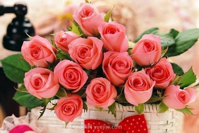 玫瑰、月季有區(qū)別？原來這么容易區(qū)分，一看就懂(圖9)