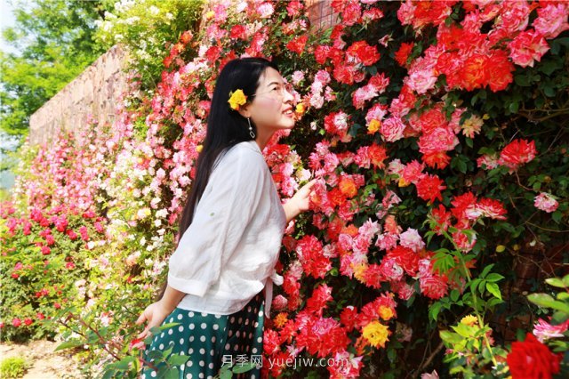 鄭州伏羲山百畝玫瑰花盛放，上萬株玫瑰美成了畫(圖5)