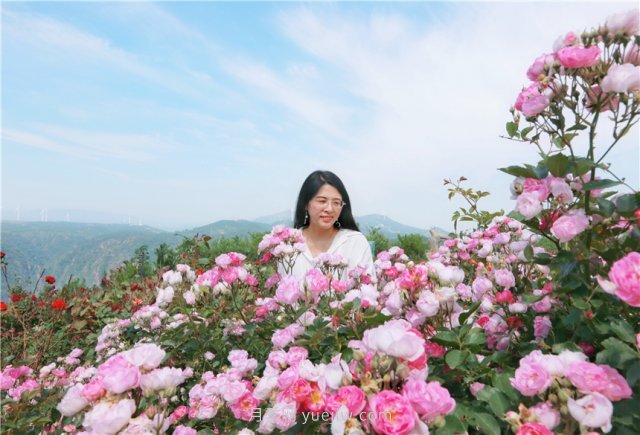 鄭州伏羲山百畝玫瑰花盛放，上萬株玫瑰美成了畫(圖7)