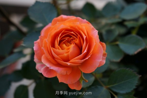***齊全的適合陽臺(tái)養(yǎng)的月季品種系列，來看一看(圖5)