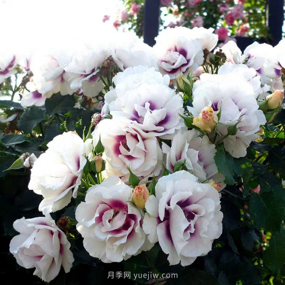 ***齊全的適合陽臺(tái)養(yǎng)的月季品種系列，來看一看(圖6)