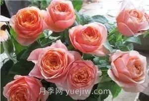 推薦花友必養(yǎng)的5大藤本月季和5大灌木月季品種，花美好養(yǎng)(圖10)