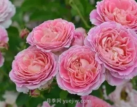 推薦花友必養(yǎng)的5大藤本月季和5大灌木月季品種，花美好養(yǎng)(圖9)