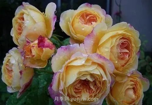 推薦花友必養(yǎng)的5大藤本月季和5大灌木月季品種，花美好養(yǎng)(圖8)