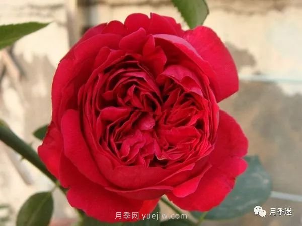 哪些月季耐寒？10大耐寒的藤本月季品種推薦(圖3)