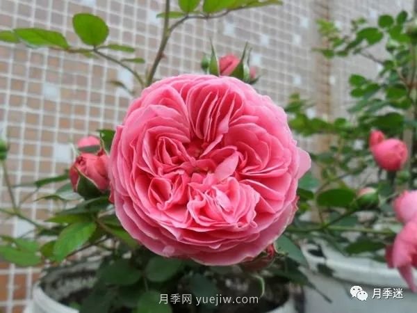 哪些月季耐寒？10大耐寒的藤本月季品種推薦(圖6)
