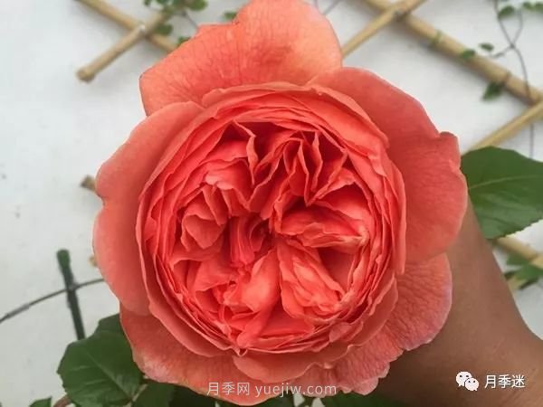 哪些月季耐寒？10大耐寒的藤本月季品種推薦(圖9)