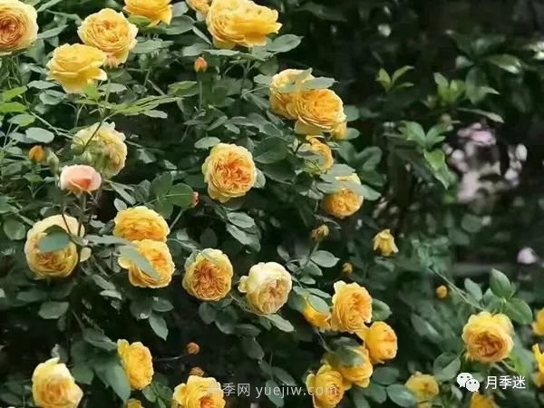 哪些月季耐寒？10大耐寒的藤本月季品種推薦(圖2)