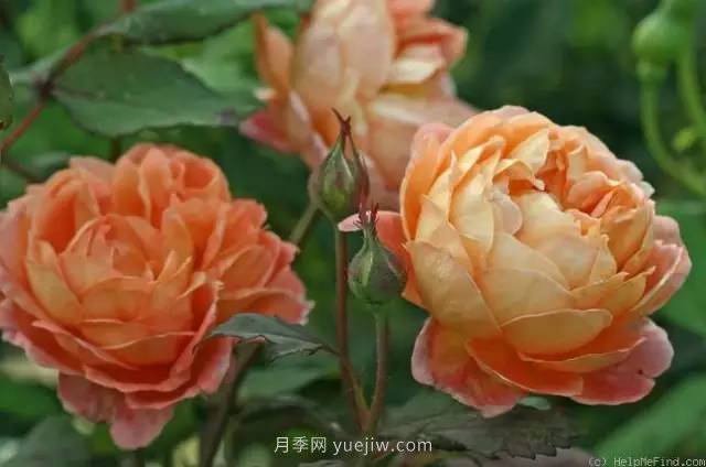 哪些月季耐曬？25大耐熱月季品種推薦(圖6)