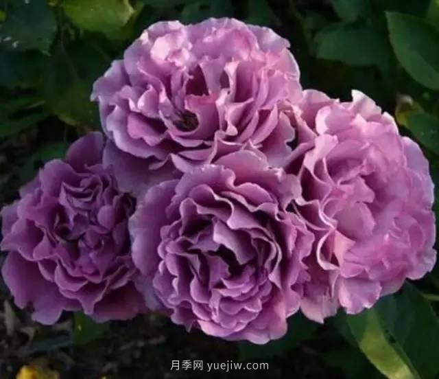 哪些月季耐曬？25大耐熱月季品種推薦(圖9)