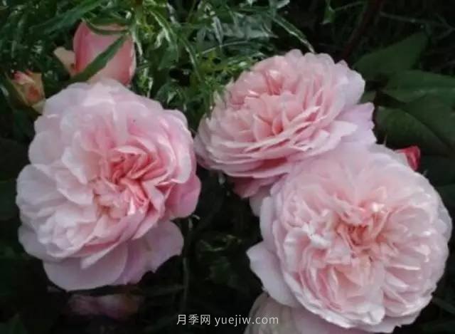 哪些月季耐曬？25大耐熱月季品種推薦(圖8)