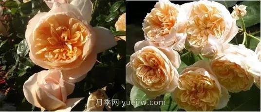 哪些月季耐曬？25大耐熱月季品種推薦(圖7)
