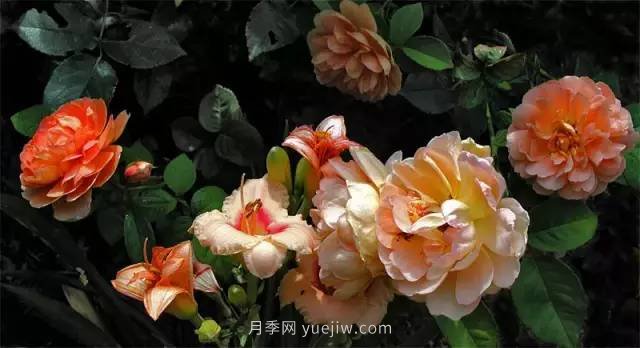 哪些月季耐曬？25大耐熱月季品種推薦(圖15)