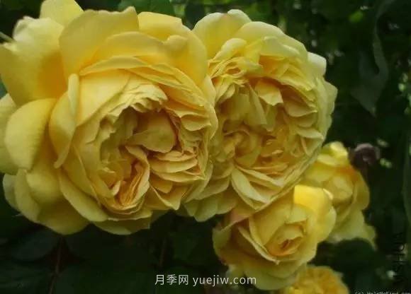 哪些月季耐曬？25大耐熱月季品種推薦(圖16)