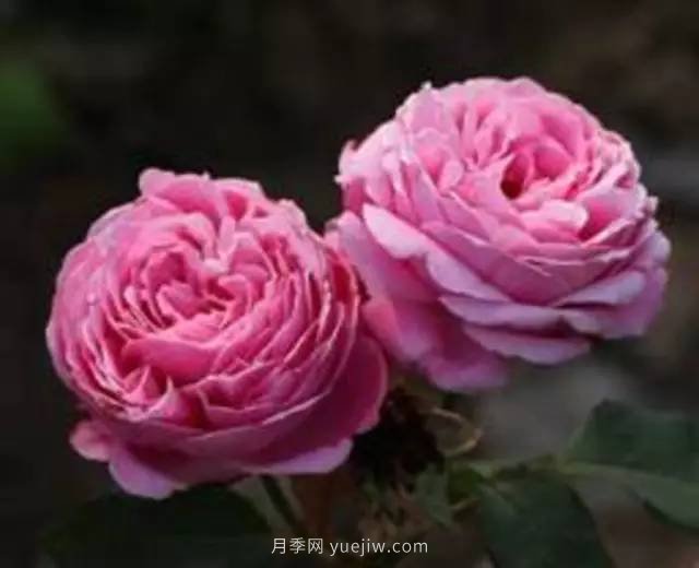 哪些月季耐曬？25大耐熱月季品種推薦(圖23)