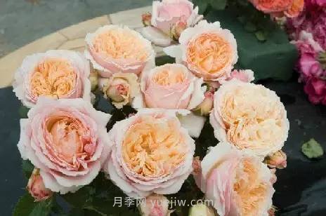 哪些月季耐曬？25大耐熱月季品種推薦(圖11)
