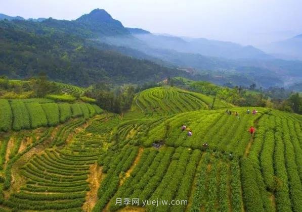 2021農(nóng)產(chǎn)品電商百強(qiáng)縣名單發(fā)布！福鼎第九！(圖1)