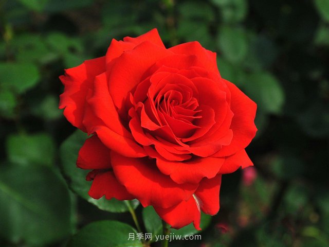 月季花開(kāi)你有找到屬于你的那個(gè)人嗎？(圖1)