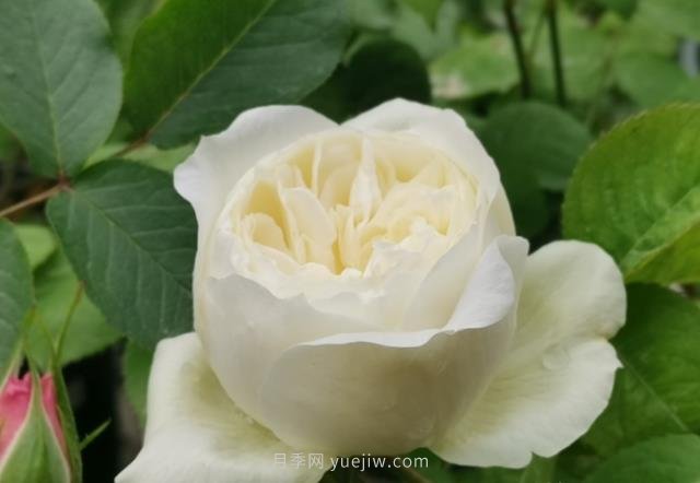 推薦9大白色系月季品種，純凈潔白的花花世界(圖2)