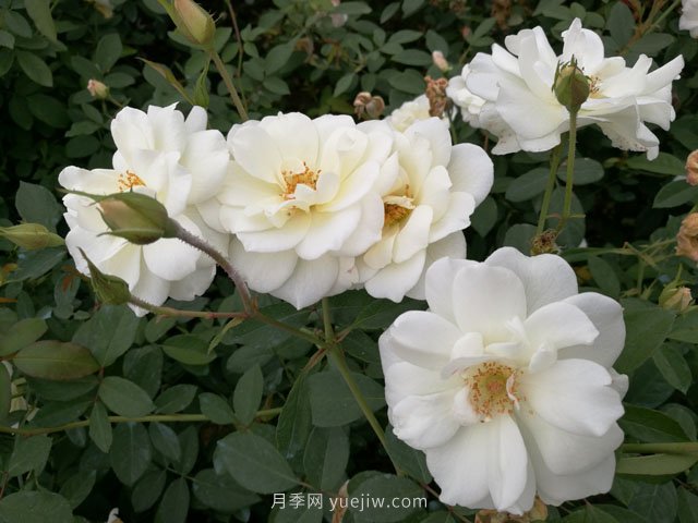 推薦9大白色系月季品種，純凈潔白的花花世界(圖6)