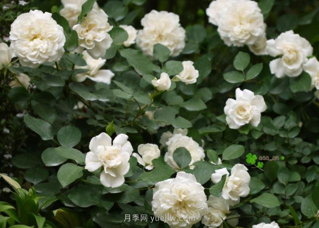 推薦9大白色系月季品種，純凈潔白的花花世界(圖8)