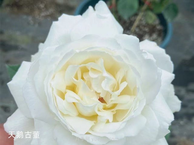 推薦9大白色系月季品種，純凈潔白的花花世界(圖7)
