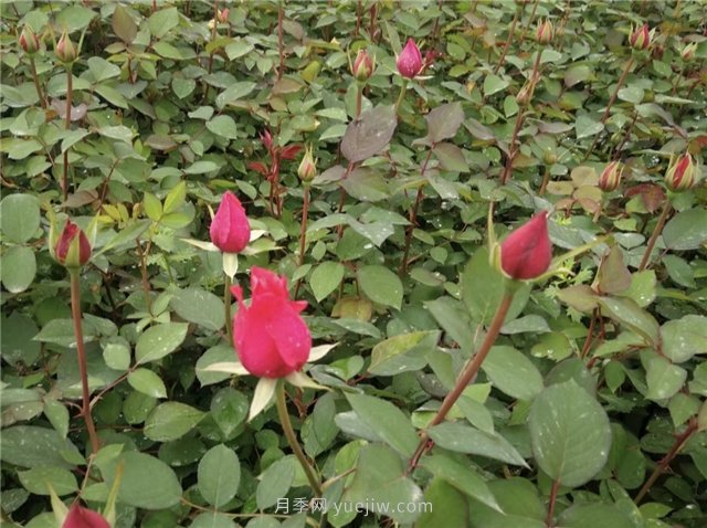 月季花怎樣扦插比較容易活？(圖1)