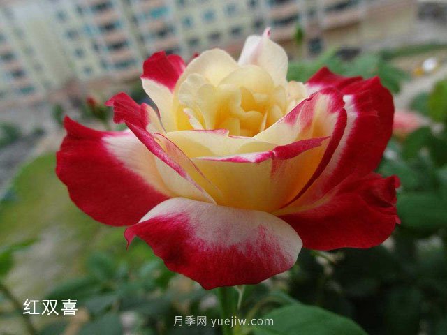 月季花的4個(gè)施肥方法(圖1)
