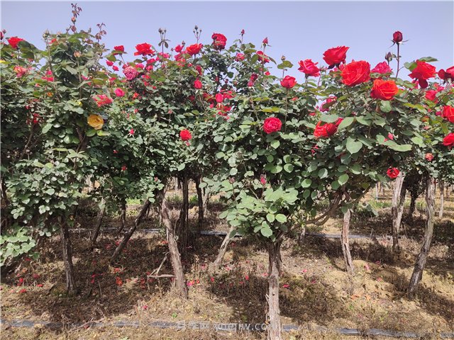園林綠化常見(jiàn)問(wèn)題總結(jié)，值得收藏(圖1)