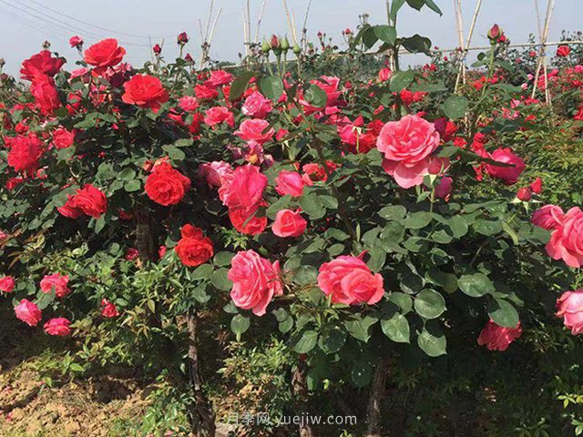 判斷月季花缺乏營(yíng)養(yǎng)的竅門(圖1)