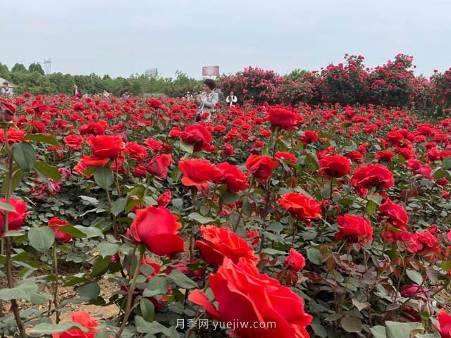 多雨又高溫的7月，月季養(yǎng)護(hù)需要注意些什么？(圖1)
